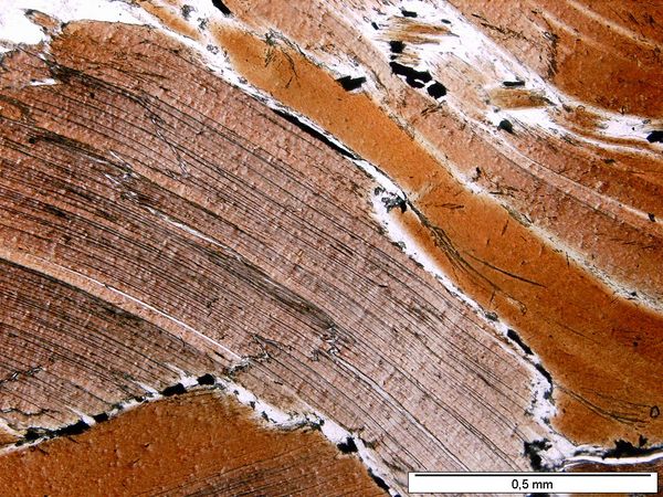 Biotite 1P Biotite 1P