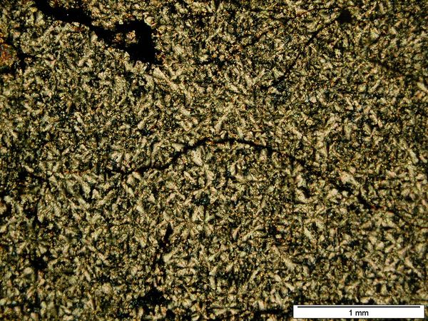 Siderite PX Siderite PX